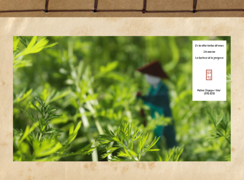 Proyecto editorial experimental y fotográfico personal "Historia de un Haiku".